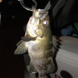 メバリングin御所浦