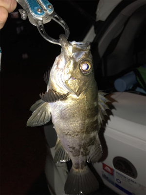 メバリングin御所浦