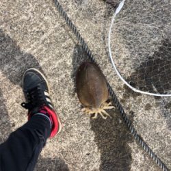 コウイカ絶好調!