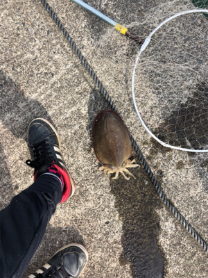 コウイカ絶好調!