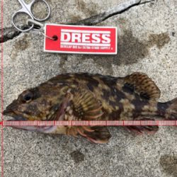 メバルからガシラとムラソイ