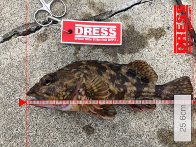 メバルからガシラとムラソイ