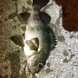 メバリングin御所浦三日目