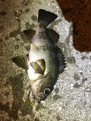メバリングin御所浦三日目