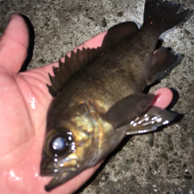 春爆までもう少し