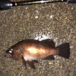 雨の中のメバリング