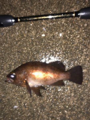 雨の中のメバリング