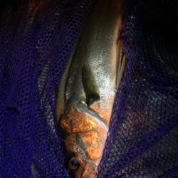 御所浦メバリング最終日