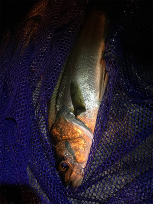 御所浦メバリング最終日