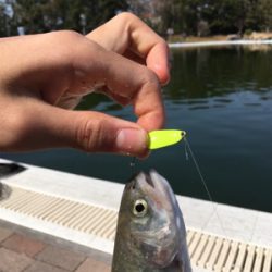 服部緑地でトラウトフィッシング〜