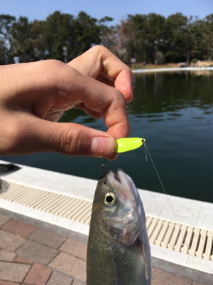 服部緑地でトラウトフィッシング〜