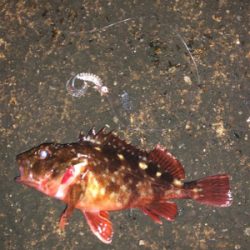 うみかぜ公園メバリング