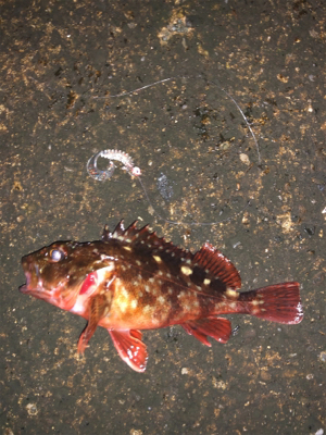 うみかぜ公園メバリング