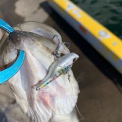 嵐明けのハンサムシーバス♫