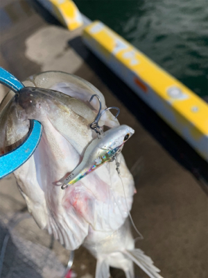 嵐明けのハンサムシーバス♫