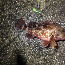 ガッシーのオンパレード