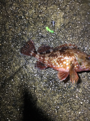 ガッシーのオンパレード