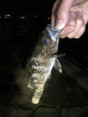 ひさびさの釣行