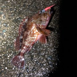 ナイトガシリング