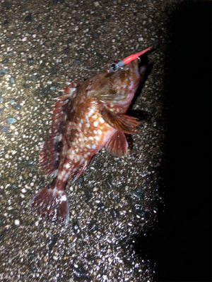 ナイトガシリング