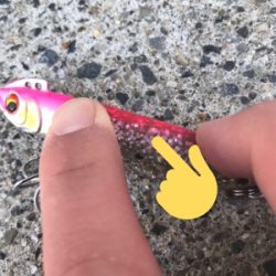 舌平目とヒラメ?