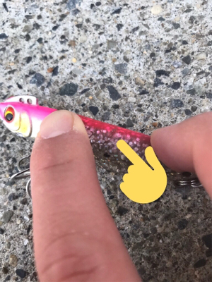 舌平目とヒラメ?