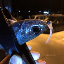 アジング下見♪