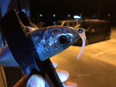 アジング下見♪