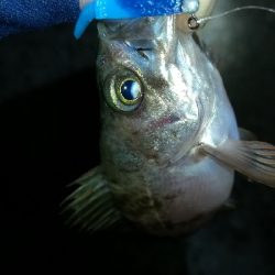 ナイトメバリング