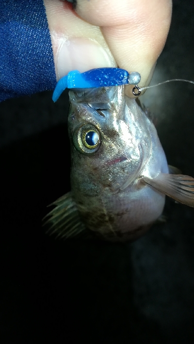 ナイトメバリング