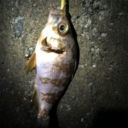 ポツポツとメバル