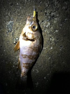 ポツポツとメバル