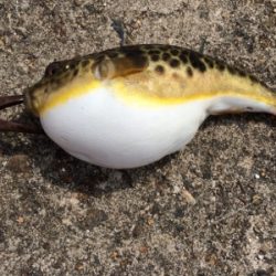 ポン級釣れました