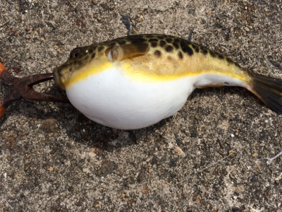 ポン級釣れました