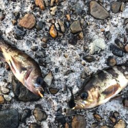 季節外れのサバゲー