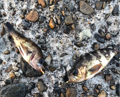 季節外れのサバゲー