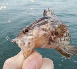 2019年3月15日釣行in箱崎ふ頭