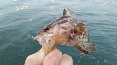 2019年3月15日釣行in箱崎ふ頭