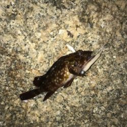 癒しのライトゲーム