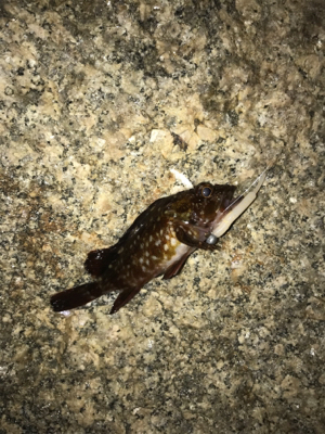 癒しのライトゲーム