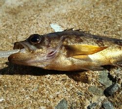 2018年3月16日釣行in唐泊漁港