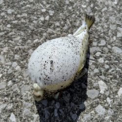 新港での餌釣り