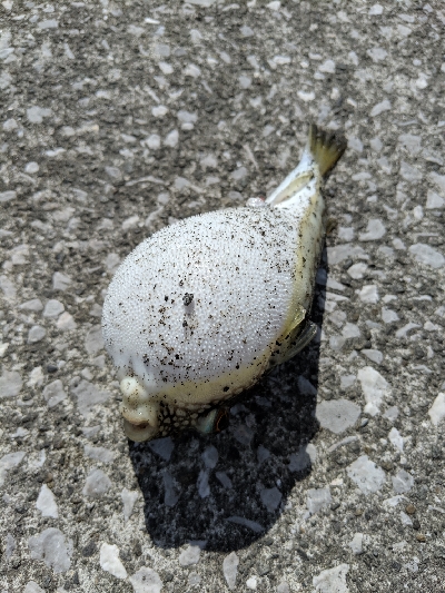 新港での餌釣り