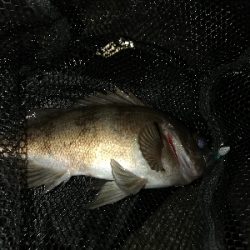 須磨一文字の半夜メバリング