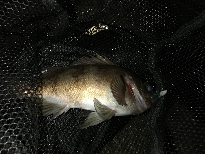 須磨一文字の半夜メバリング