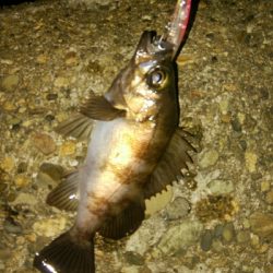 プラッキングゲーム