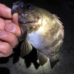 明石周辺メバリング