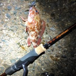 メバルとガシラ