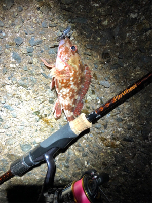 メバルとガシラ