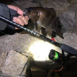 久々なメバリング